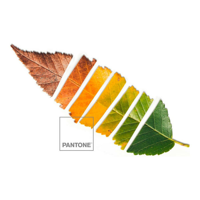 Juego de Sábanas Leaf Pantone